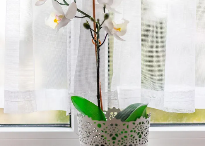 Victus Apartamenty, Victus Meru * ソポト